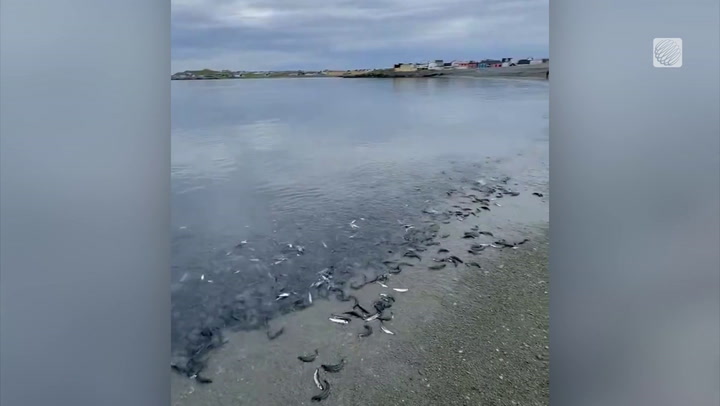 Massive school of capelin swarms Newfoundland coastline