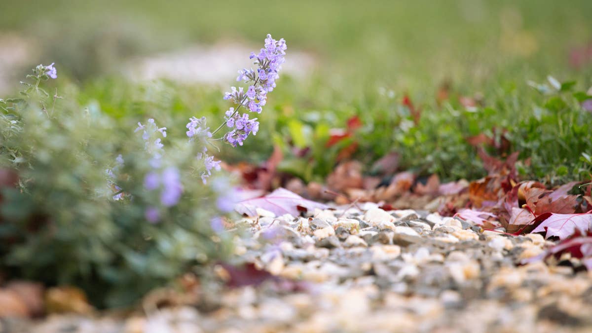 This Simple DIY Pebble Border Will Instantly Elevate Your Garden