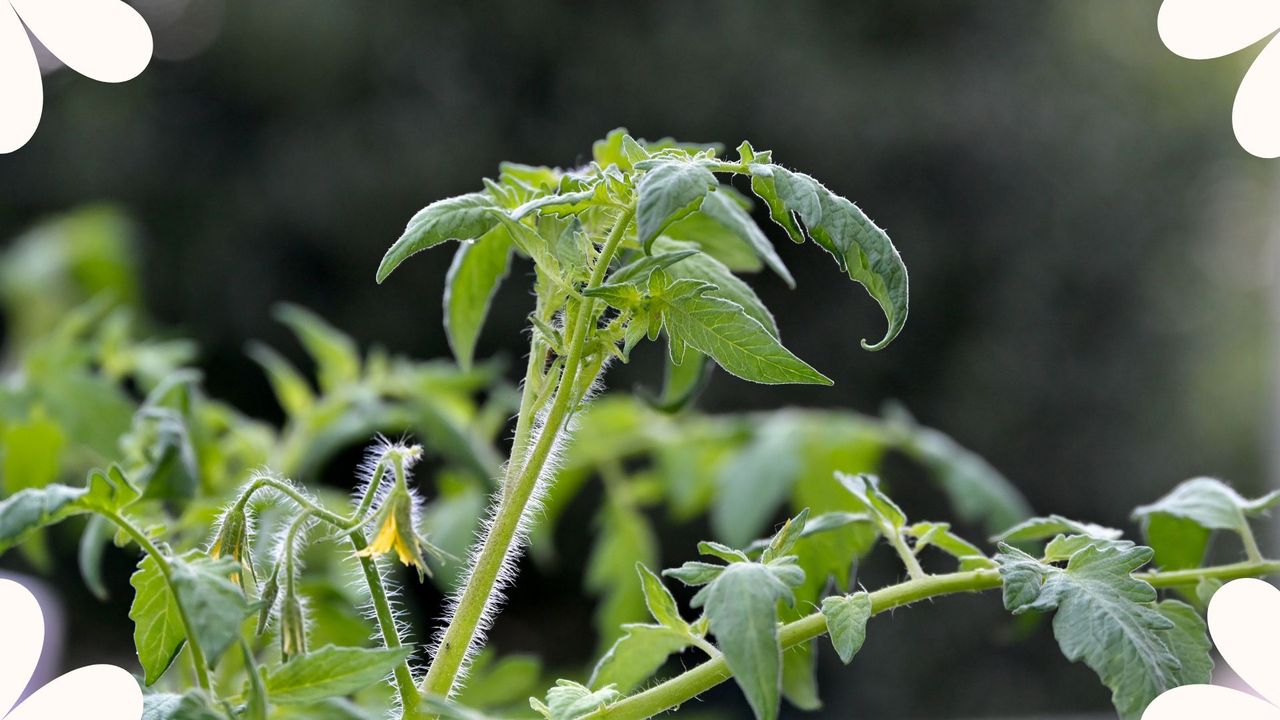 picture of tomato plant with no fruit growing from it