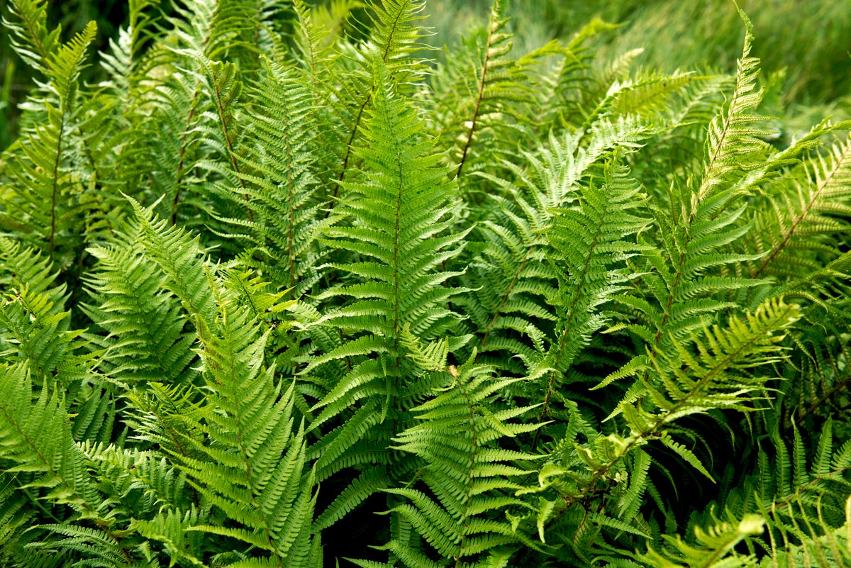 11 Plants That Can Help Your Garden Feel Cooler During a Heatwave
