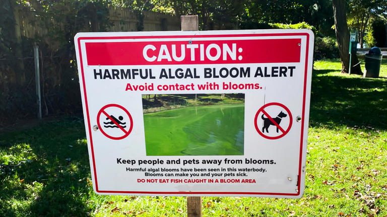 Algae blooms in lakes are doing a lot more to your health than you think