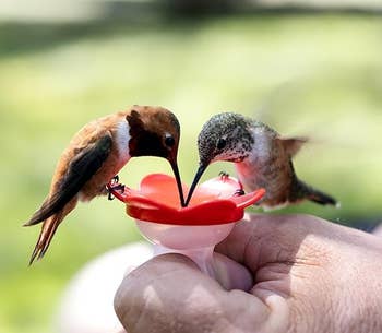 Two hummingbirds drink nectar from a handheld feeder