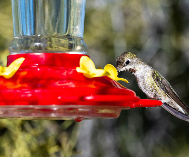 How to attract hummingbirds to your garden every year