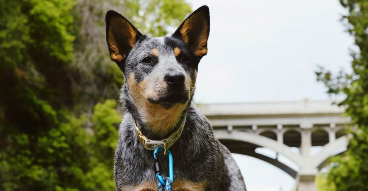 13 surprisingly athletic dogs – plus 3 breeds built for stamina