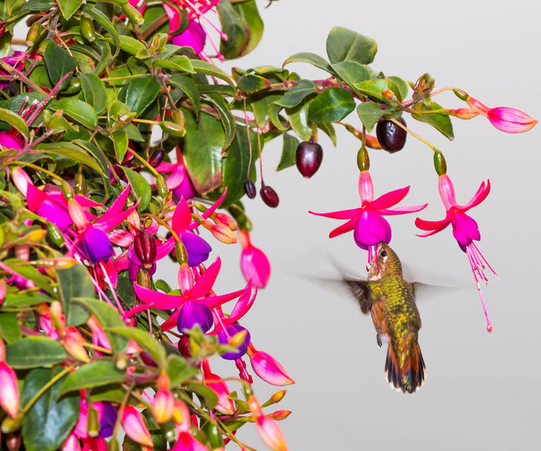 How to attract hummingbirds to your garden every year