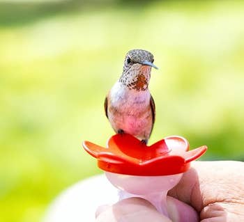 Hummingbird perched on a small red feeding dish held by a person