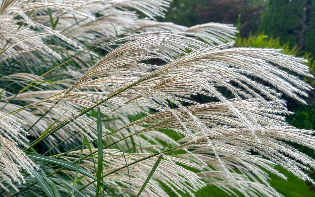 11 Plants That Can Help Your Garden Feel Cooler During a Heatwave