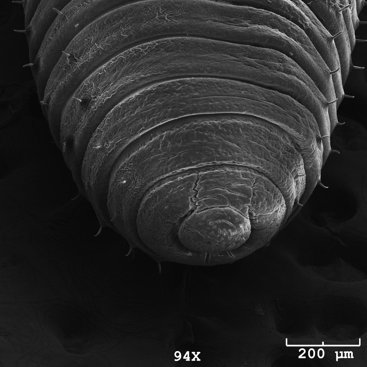 See our incredible microscopic world, in pictures