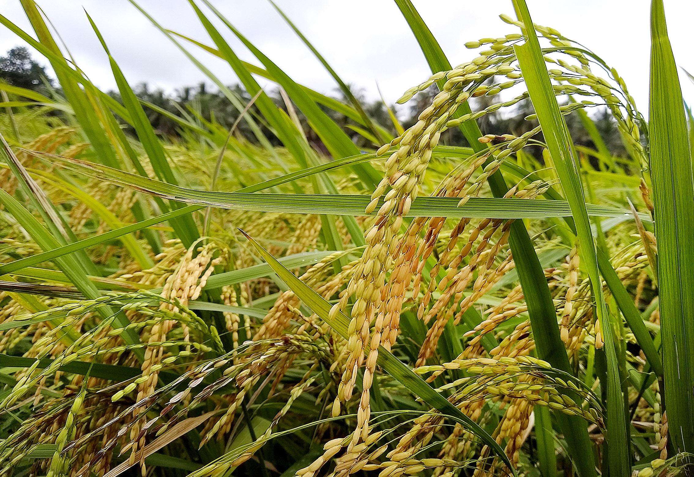 Goa Dhan 5 rice variety undergoes large-scale farmer trials
