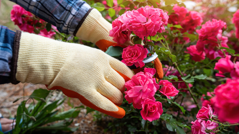 Not egg shells or coffee grounds: The overlooked scrap to feed your roses