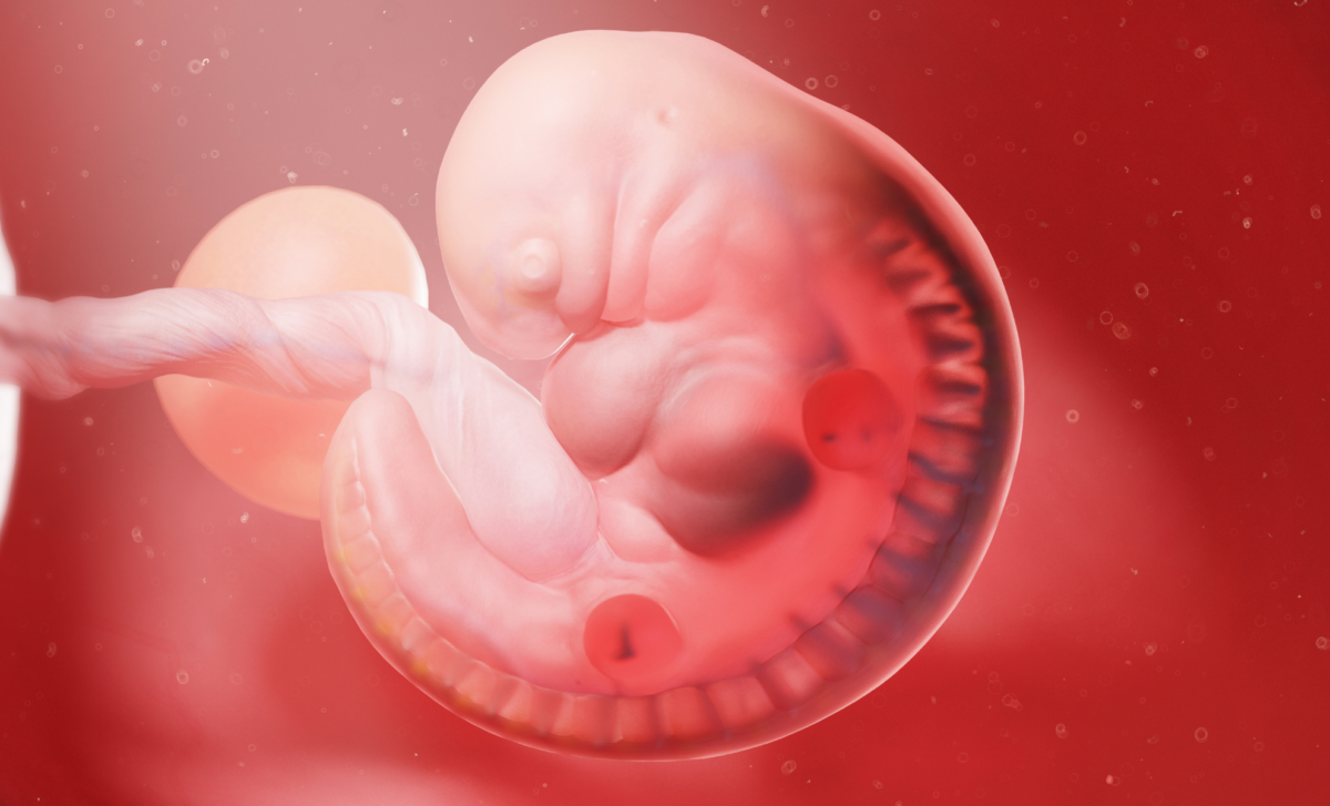 For the first time, scientists watch a lab-grown human embryo model ...