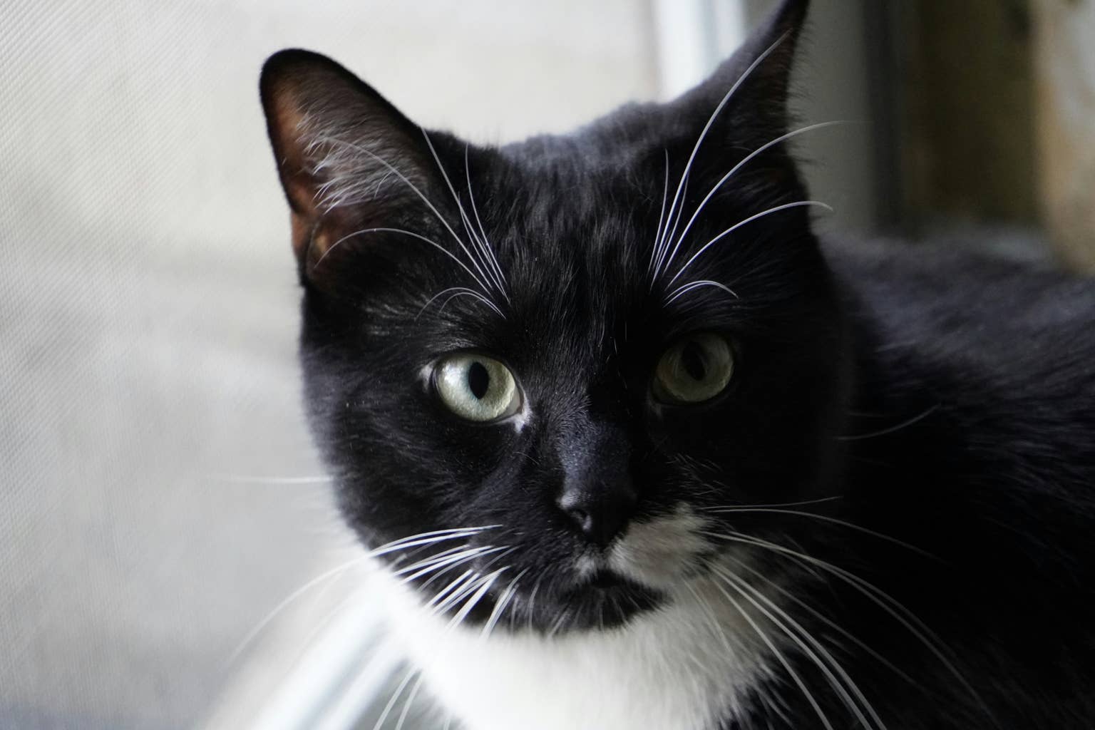 Rescued tuxedo cat becomes best friends with two Great Pyrenees guard ...