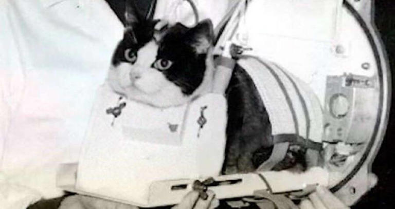 How Félicette the cat became the first feline to ever go to space