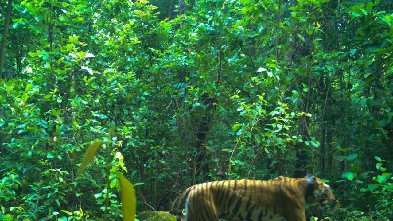 Similipal Tiger Reserve shares adorable photos of tigress Zeenat & cubs