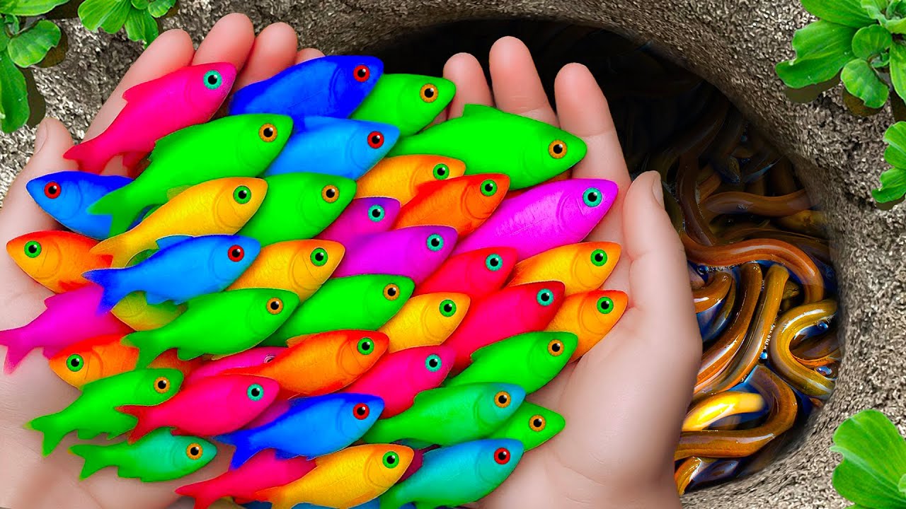 Great catch beautiful aquarium fish in giant colorful eggs, snakeskin ...
