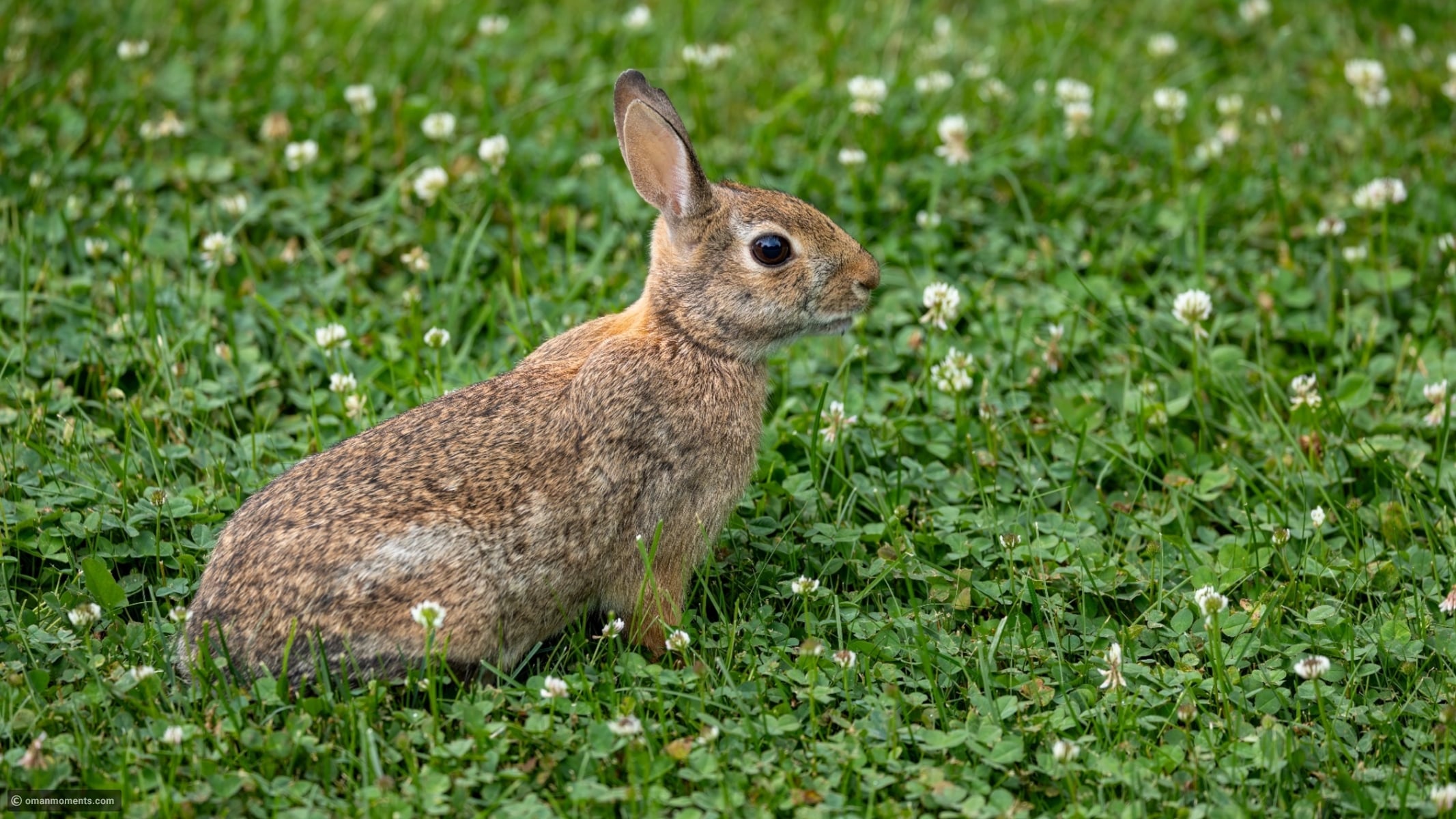Rabbits won't stop nesting in your yard? Here's why