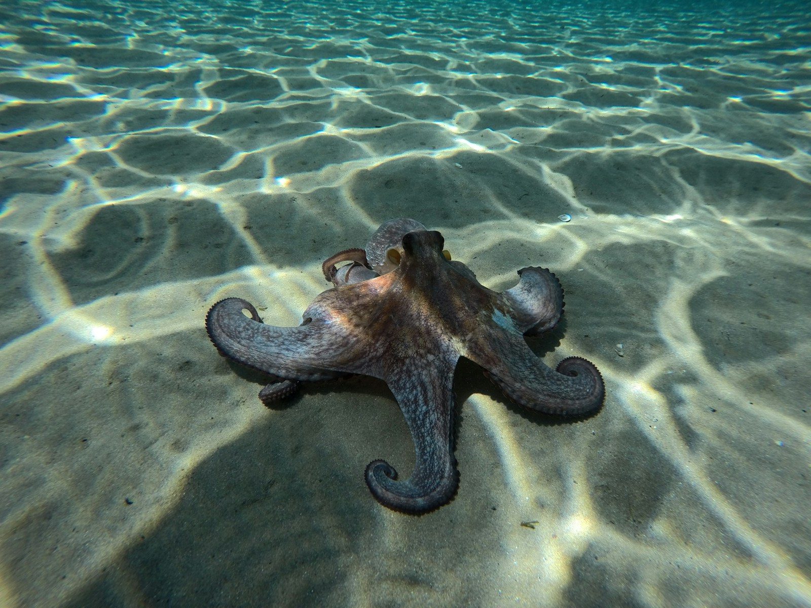 She found an octopus during a shell hunt and lost badly