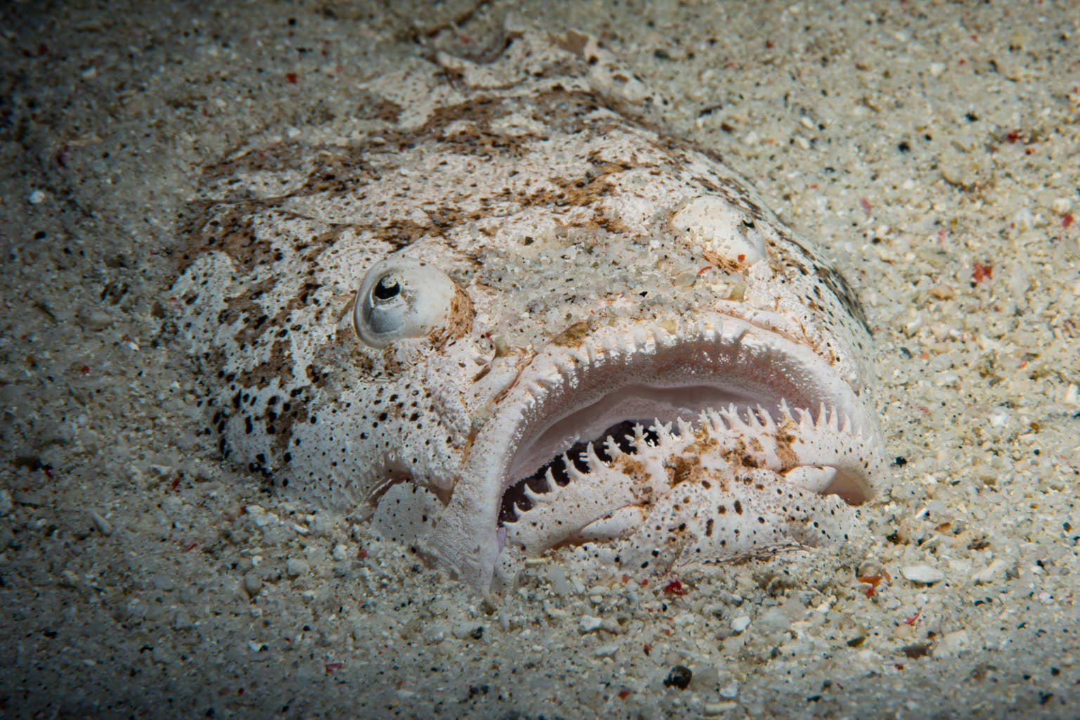 Diver says this fish has 'a face only a mother could love', and it's ...