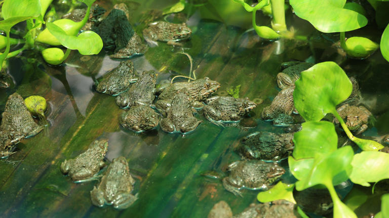 Why the bizarre 1930s canned frog industry crashed and burned