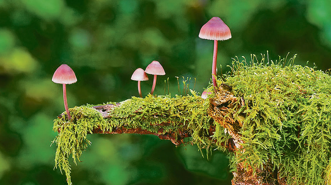 Magic mushrooms