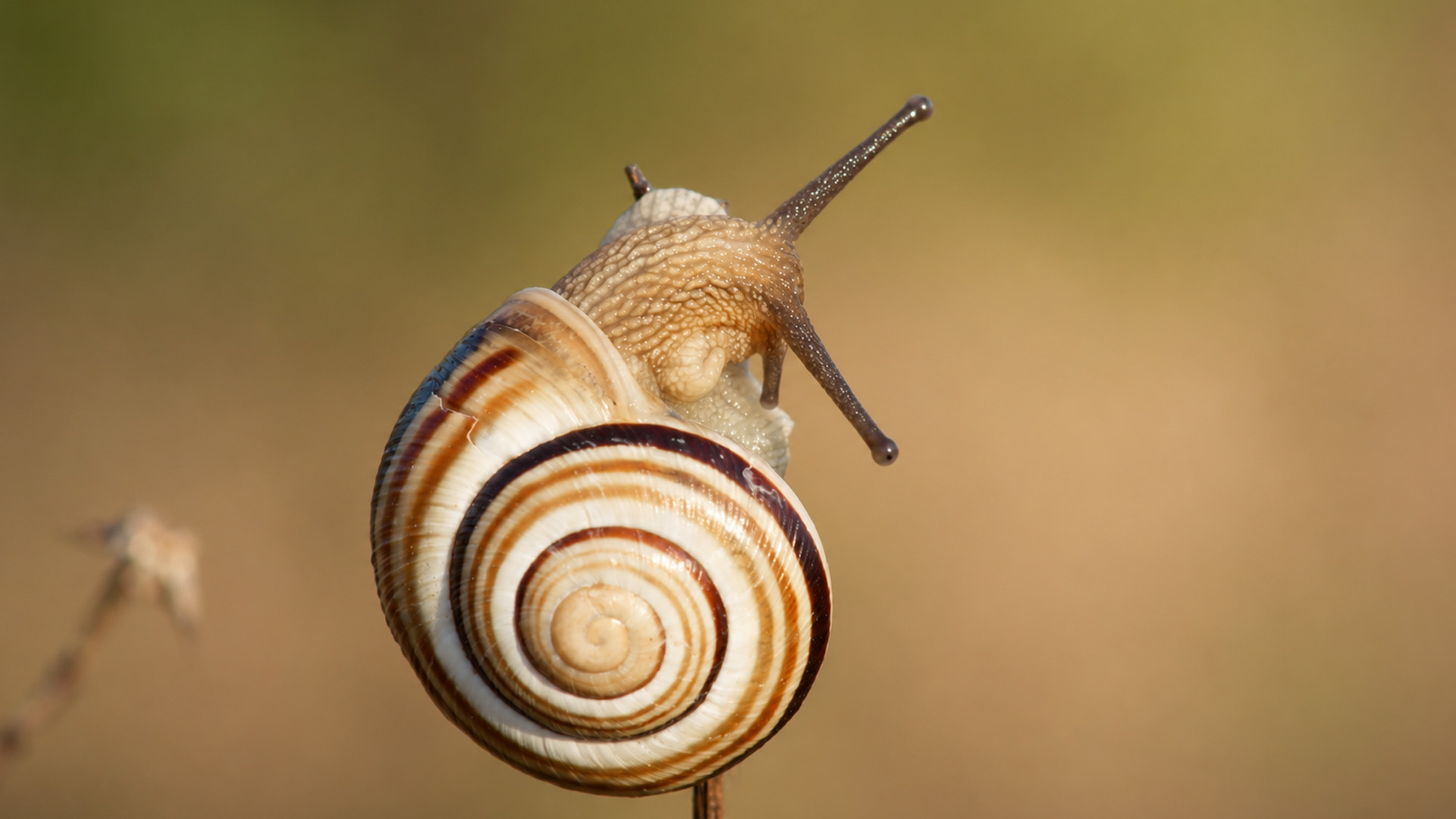 Tiny wildlife activity captured by a hidden macro camera
