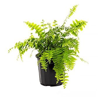 American Plant Exchange Macho Giant Sword Fern Plant – 6-Inch Pot – Live Hardy Air Purifying Fern, Medium Size Indoor/outdoor Greenery for Home, Patio, or Garden Decor