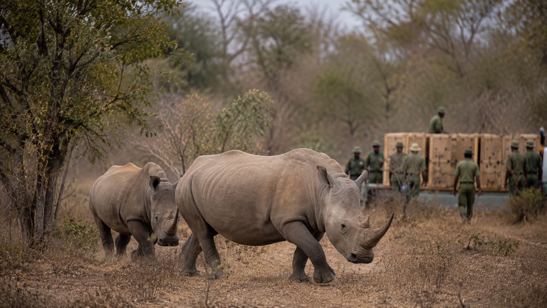 Mozambique’s white rhinos show what long reintroduction really means