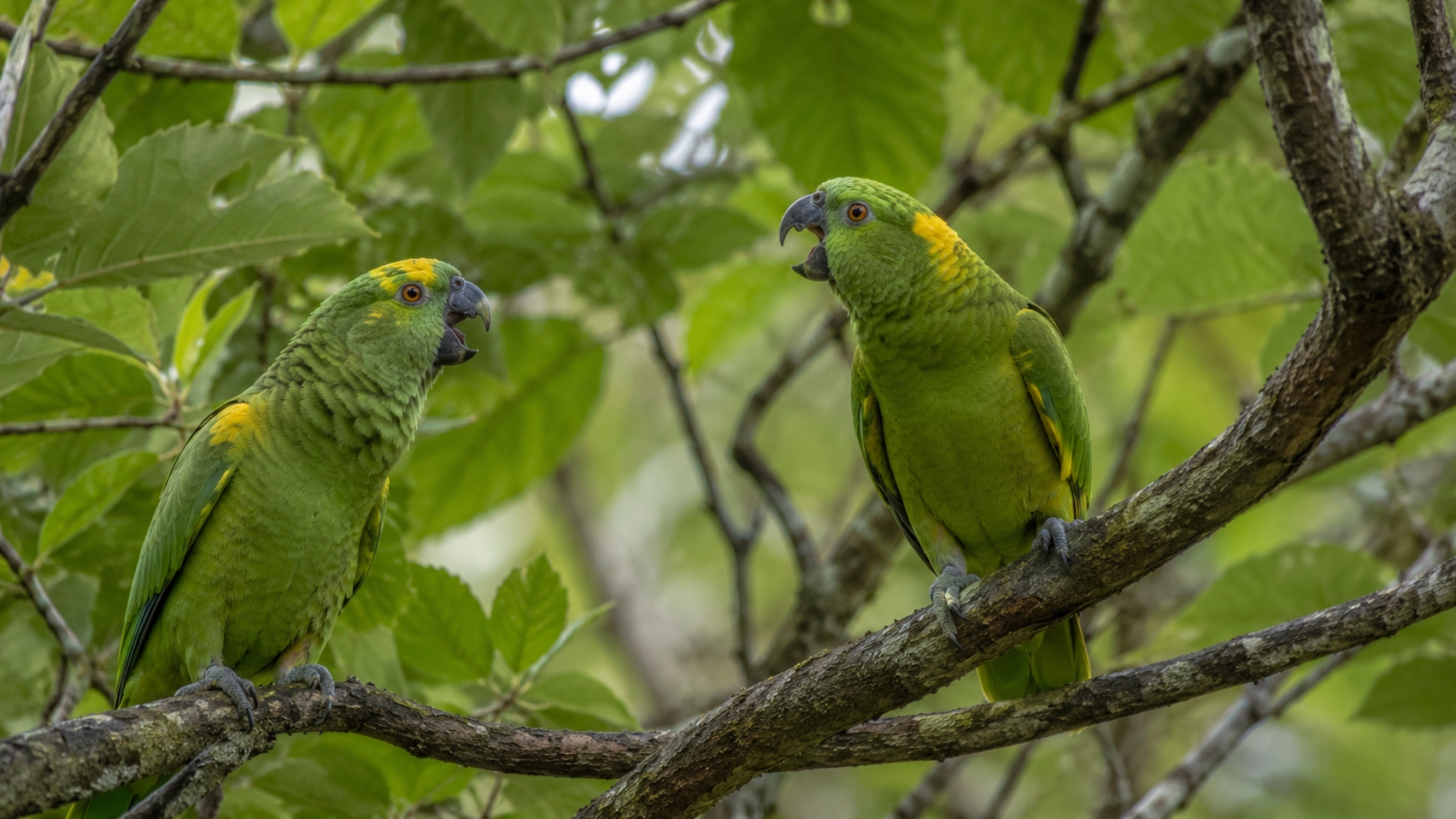 Parrots may use names, not just mimic human words