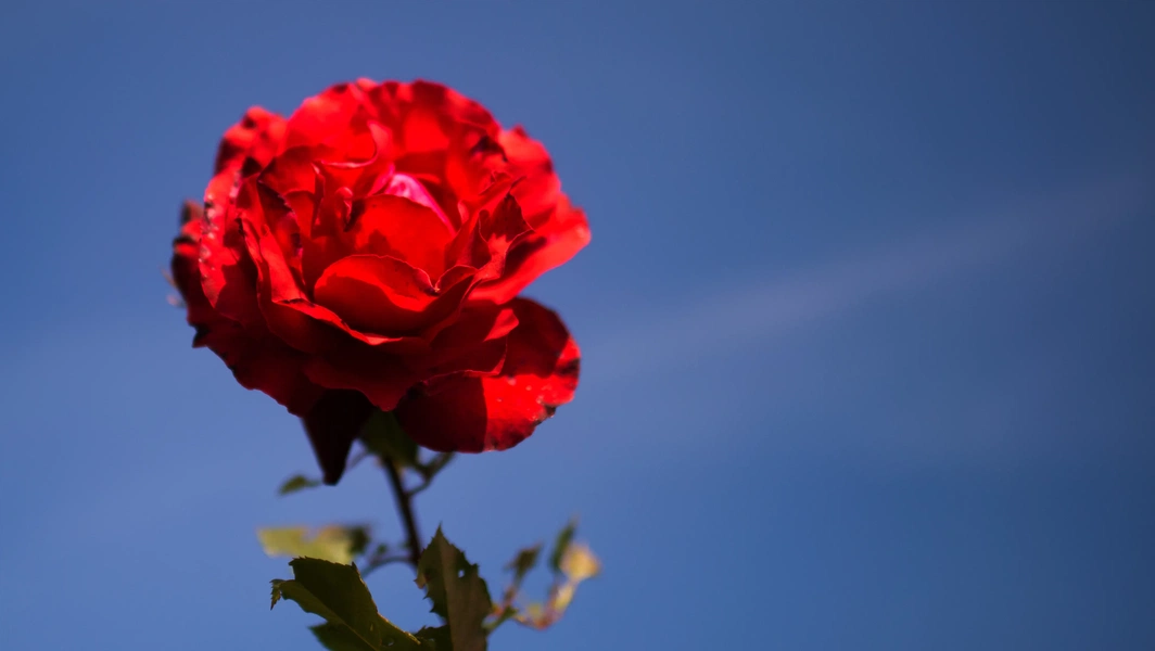 symbolism-of-roses-by-color-and-number