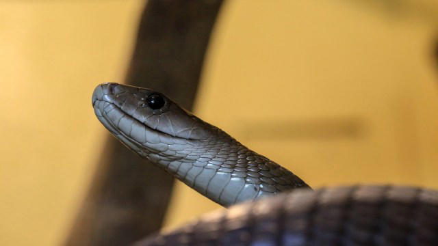 South African couple wakes to black mamba slithering inches from their bed