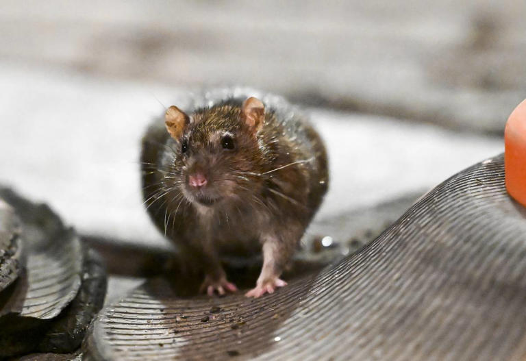 Mutant rats with disturbing 'DNA changes' discovered in sewers under ...