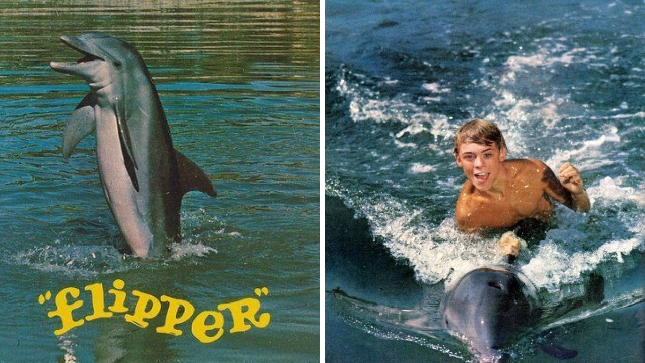 30 rare facts about Flipper