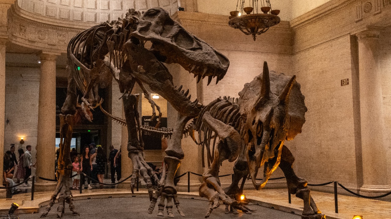 a-museum-fossil-turned-out-to-be-a-new-dinosaur-with-a-tall-sail