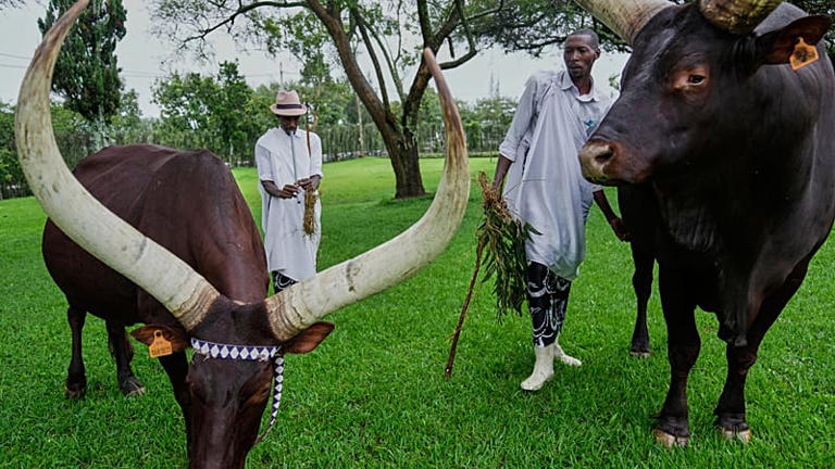 Rwanda's royal cattle pampered with poetry and music