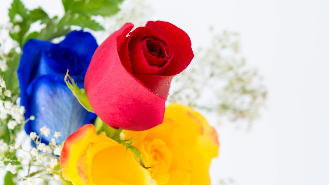 symbolism-of-roses-by-color-and-number
