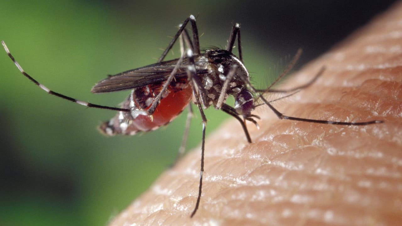 Mosquito sticks: Using these at home? Lab tests reveal shocking results!