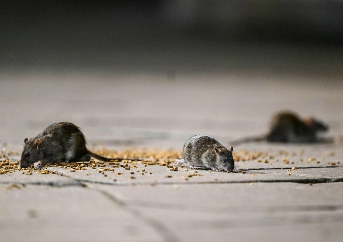 Mutant rats with disturbing 'DNA changes' discovered in sewers under ...