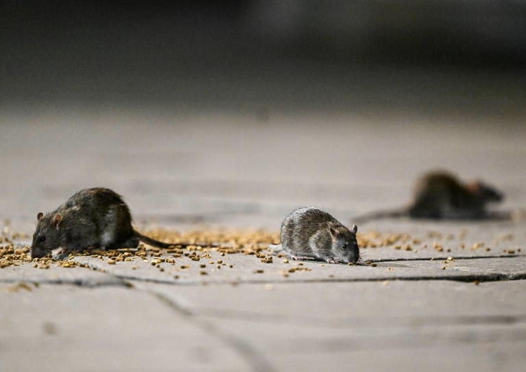 Mutant rats with disturbing 'DNA changes' discovered in sewers under ...