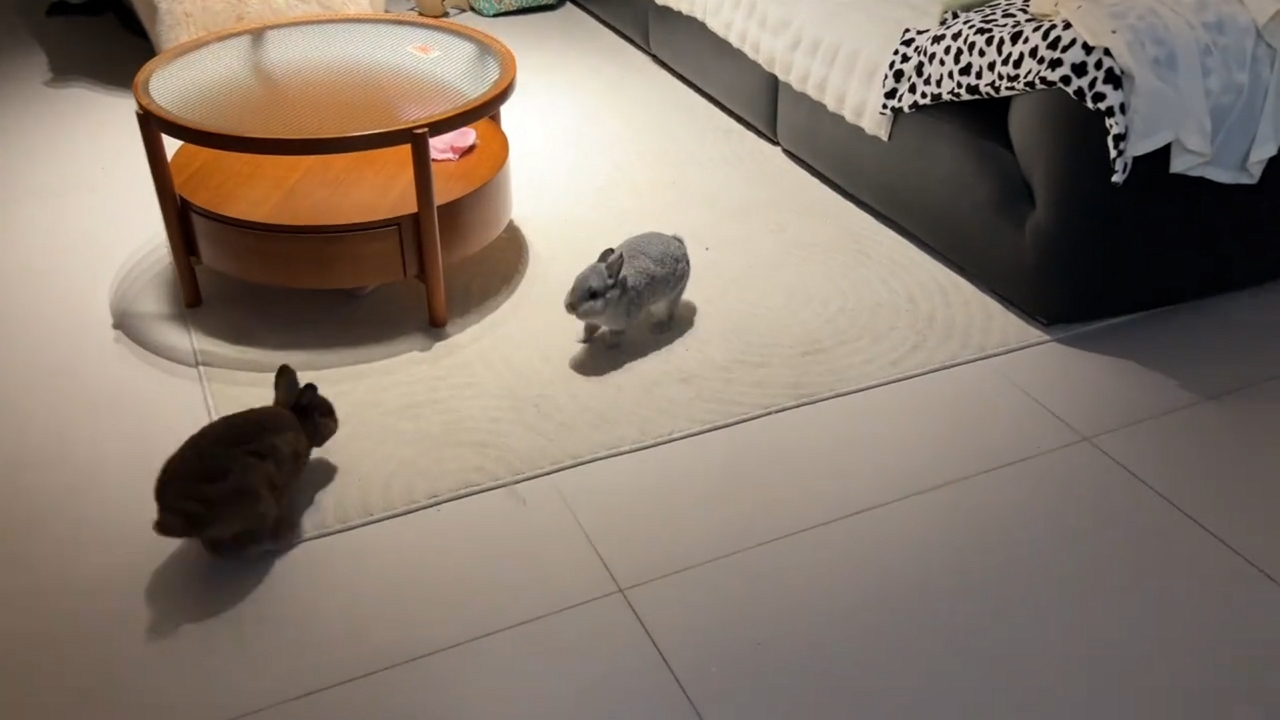 Playful rabbit gets totally confused during hide-and-seek