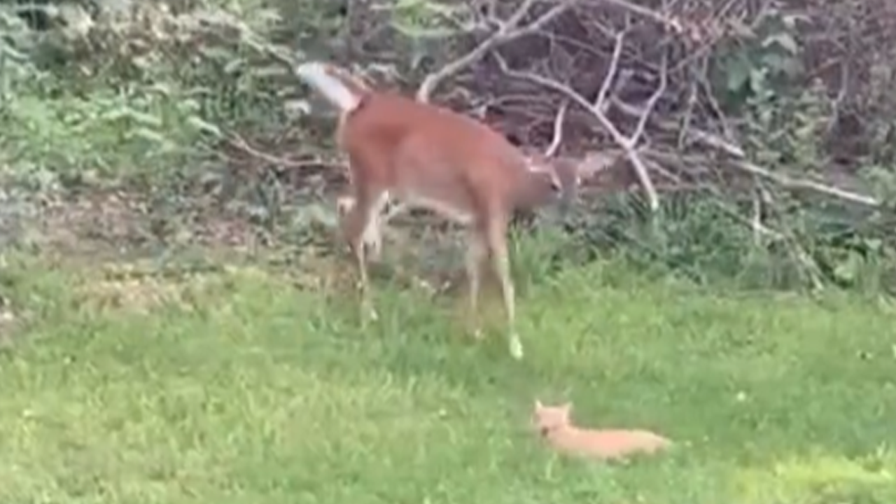 Cat and deer form an unlikely friendship