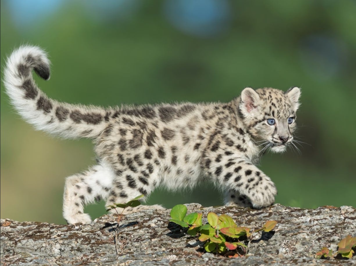 20 elusive animals that are a rare sight to behold