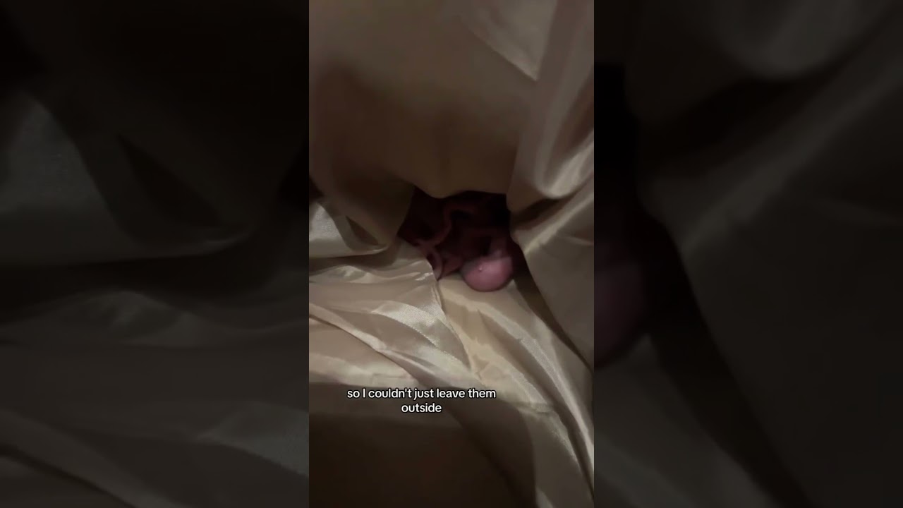 I found baby squirrels HELP