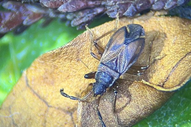 UK's rarest insects discovered thriving in New Forest landscapes