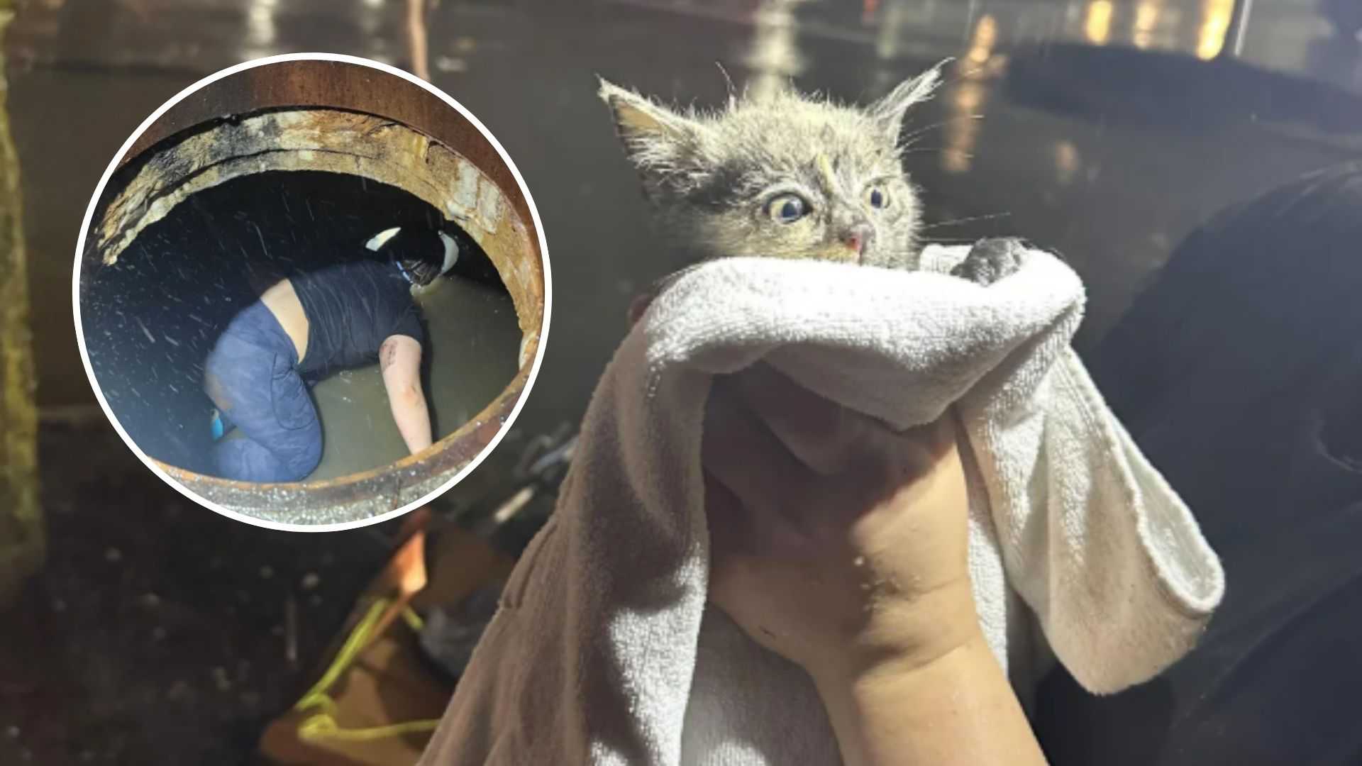 Strangers come together to help rescue kitten trapped in storm drain