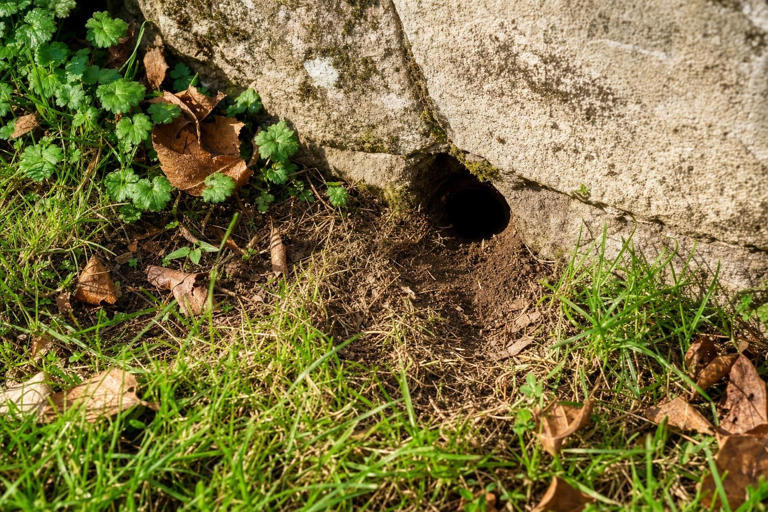 Un trou dans votre jardin ? Voici comment savoir s'il s'agit d'un abri ...