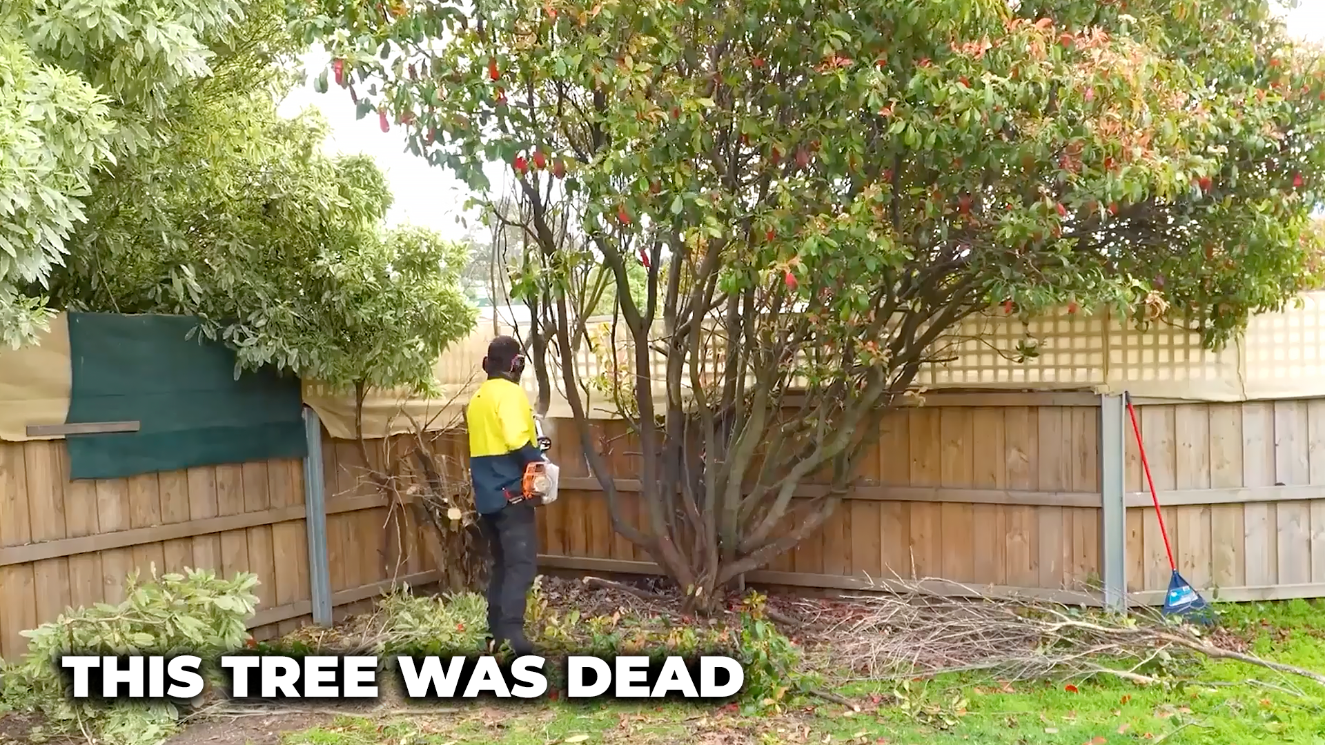 This tree is dead, let's get rid of it!