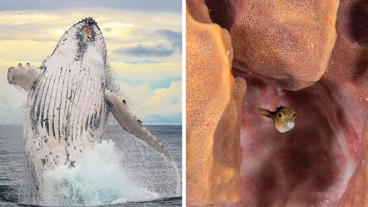 57 mesmerizing photos capturing the real power of the sea