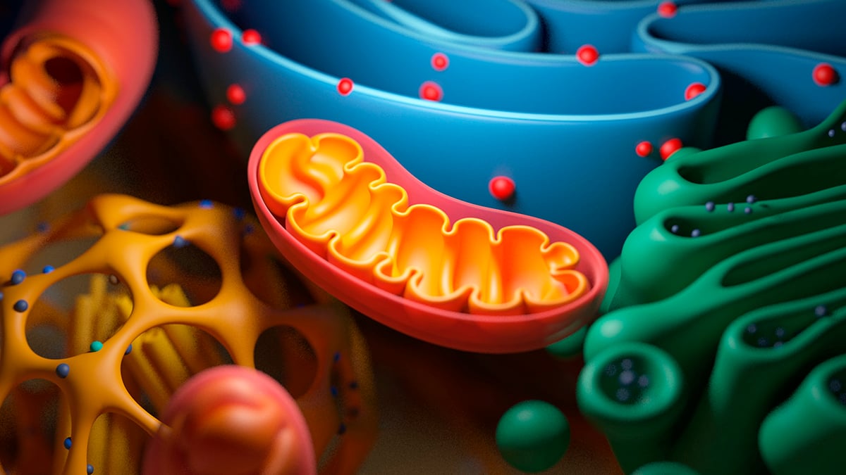 The cells in your body fade with age, but there may be a way to reverse it