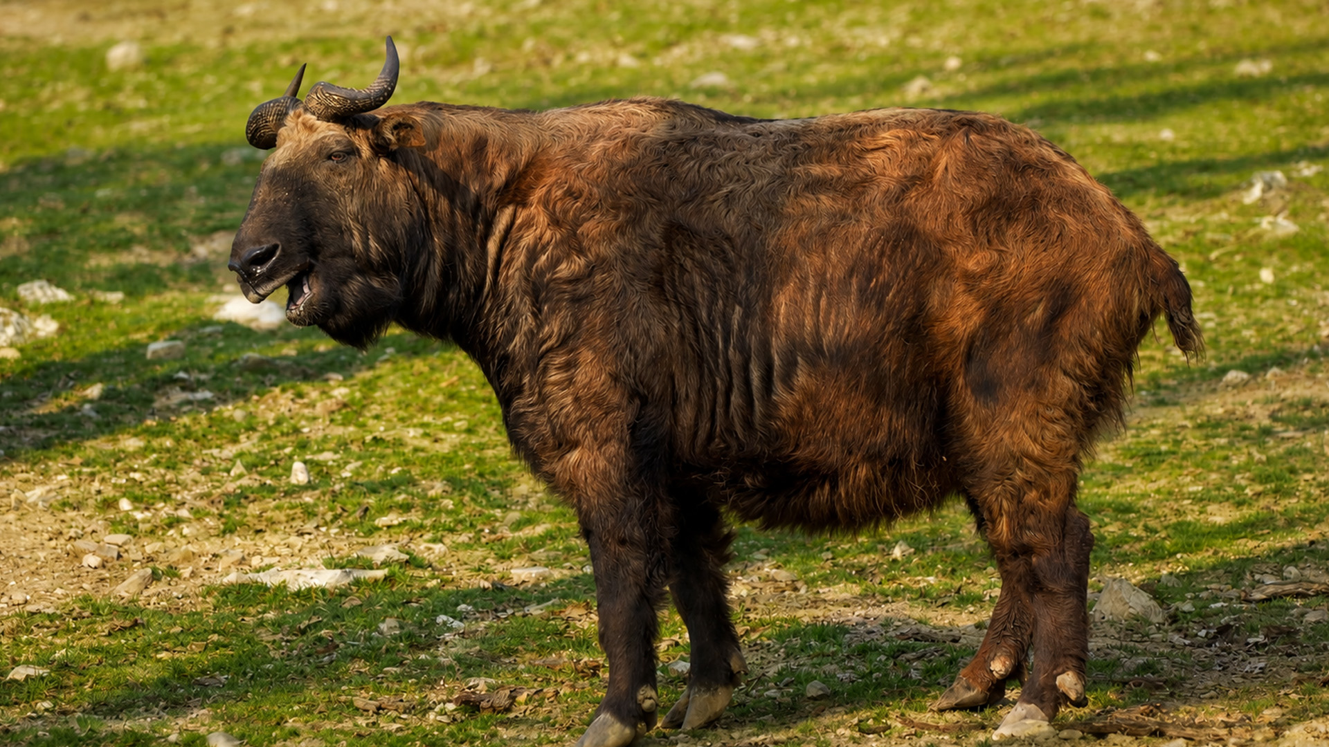 Wildlife camera captures a solitary bull exploring an open field