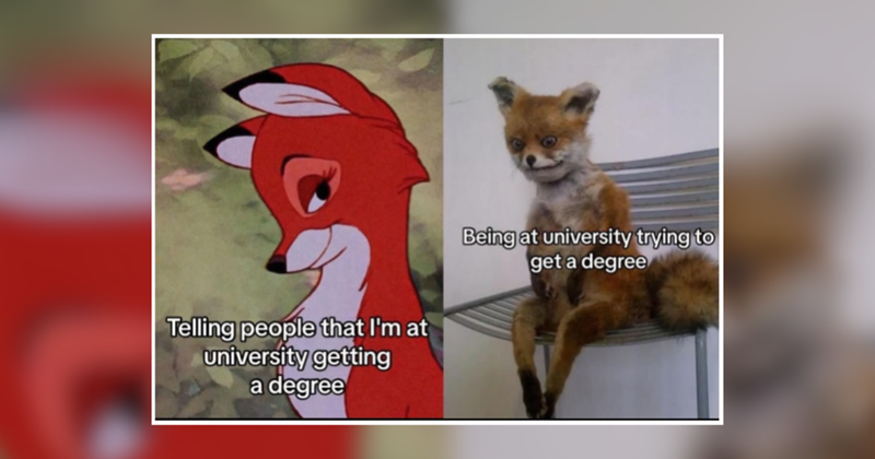 'One more episode and I'll start studying': 27 student memes that got an A+